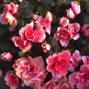 Meet your Posher, Tina